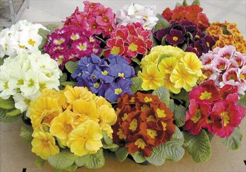 Photos von Blumenvarianten benutzt als: Topf Primula acaulis, veris, vulgaris Bigal F1 Mix