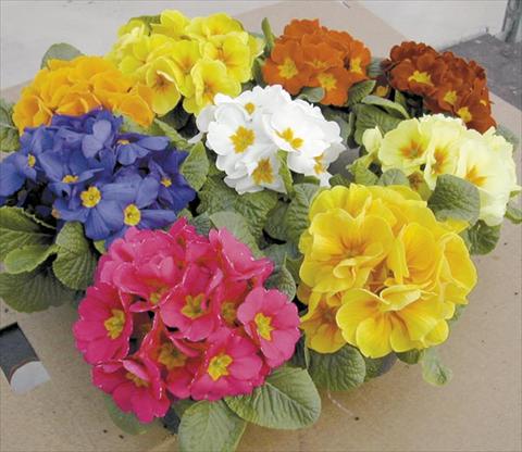 Photos von Blumenvarianten benutzt als: Topf Primula acaulis, veris, vulgaris Daytona F1 Mix