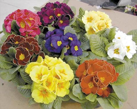 Photos von Blumenvarianten benutzt als: Topf Primula acaulis, veris, vulgaris Silver Mix