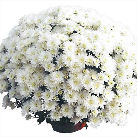 Photos von Blumenvarianten benutzt als: Topf Chrysanthemum Cottonday