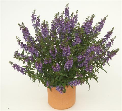 Photos von Blumenvarianten benutzt als: Topf, Beet, Terrasse Angelonia angustifolia Alonia Dark Blue