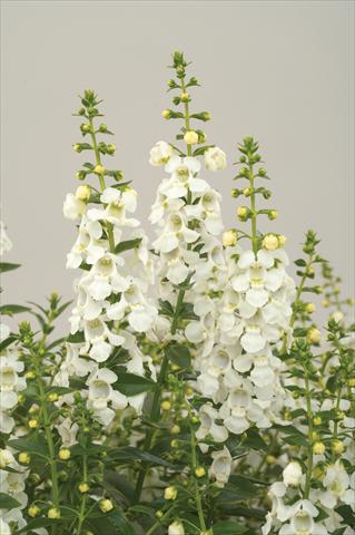 Photos von Blumenvarianten benutzt als: Terrasse, Topf Angelonia angustifolia Alonia White
