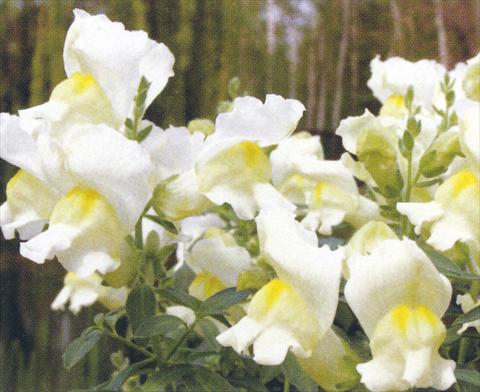 Photos von Blumenvarianten benutzt als: Topf und Beet Antirrhinum majus Dazzlig Lips Angel Spice