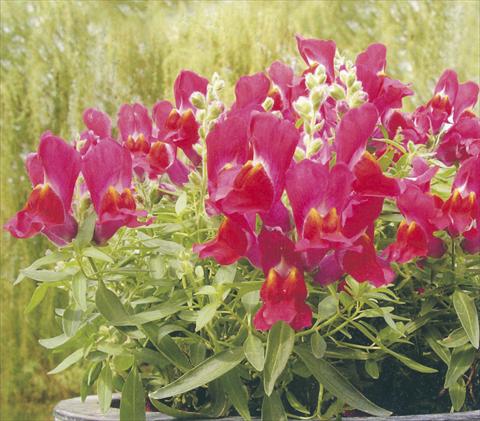 Photos von Blumenvarianten benutzt als: Topf und Beet Antirrhinum majus Dazzlig Lips Berry Nugget