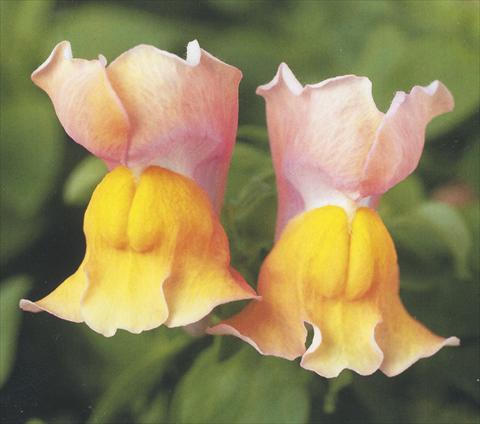Photos von Blumenvarianten benutzt als: Topf und Beet Antirrhinum majus Dazzlig Lips Peach Paradise