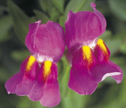 Photos von Blumenvarianten benutzt als: Topf und Beet Antirrhinum majus Dazzlig Lips Purple pearl