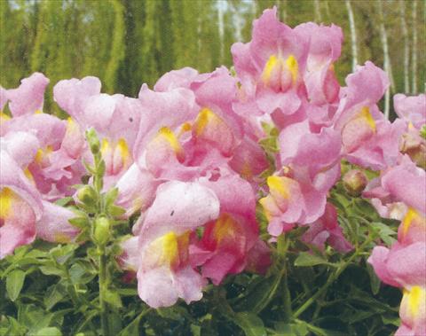 Photos von Blumenvarianten benutzt als: Topf und Beet Antirrhinum majus Dazzlig Lips Rose Petal