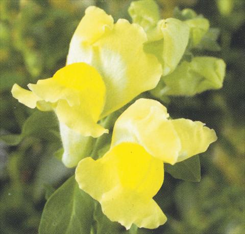 Photos von Blumenvarianten benutzt als: Topf und Beet Antirrhinum majus Dazzlig Lips Yellow Shine