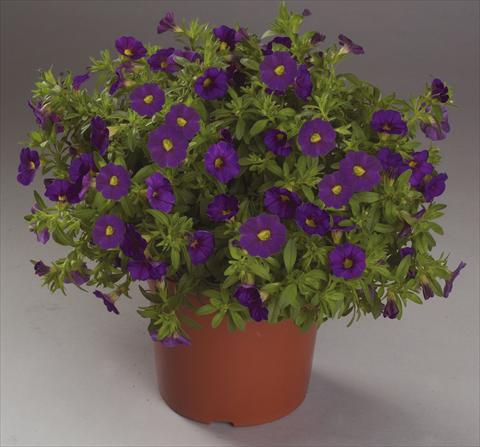 Photos von Blumenvarianten benutzt als: Ampel/Topf Calibrachoa Calipetite Blue