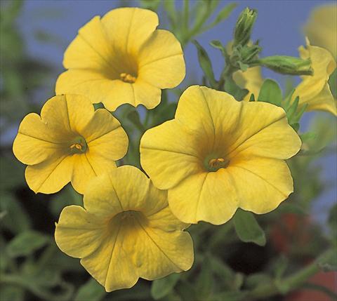 Photos von Blumenvarianten benutzt als: Beet, Topf oder Ampel Calibrachoa Calipetite Yellow