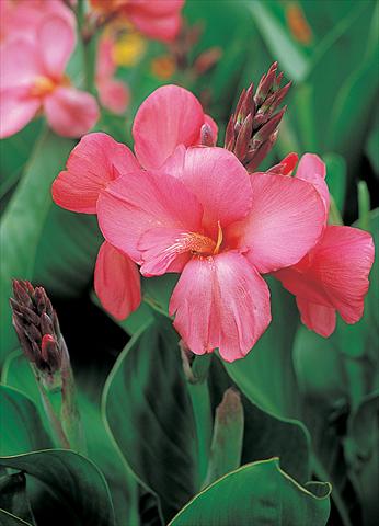 Photos von Blumenvarianten benutzt als: Topf und Beet Canna hybrida Tropical Rose