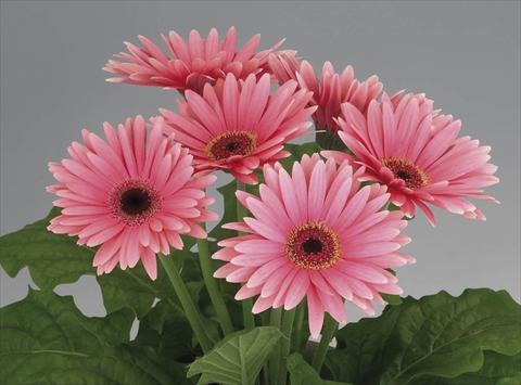 Photos von Blumenvarianten benutzt als: Topf Gerbera jamesonii Royal Deep Pink dark Eye