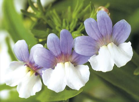 Photos von Blumenvarianten benutzt als: Ampel/Topf Nemesia Giggles Caresse