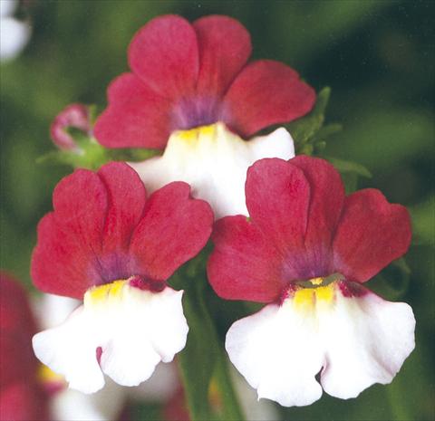Photos von Blumenvarianten benutzt als: Ampel/Topf Nemesia Giggles Charm