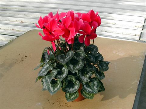 Photos von Blumenvarianten benutzt als: Topf und Beet Cyclamen persicum Rainier Rose
