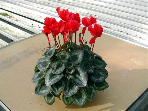 Photos von Blumenvarianten benutzt als: Topf und Beet Cyclamen persicum Rainier Scarlet