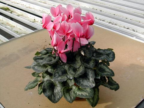 Photos von Blumenvarianten benutzt als: Topf und Beet Cyclamen persicum Rainier Light Pink With Eye