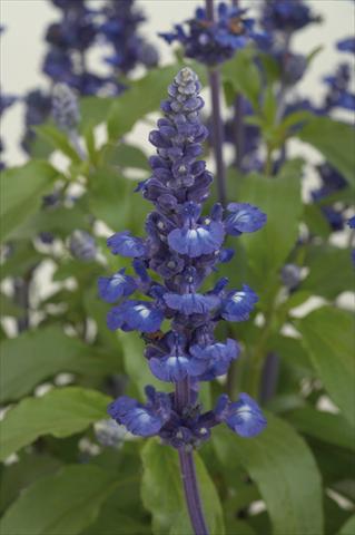 Photos von Blumenvarianten benutzt als: Topf, Beet, Terrasse Salvia farinacea Sallyfun Blue