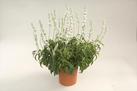 Photos von Blumenvarianten benutzt als: Topf, Beet, Terrasse Salvia farinacea Sallyfun White