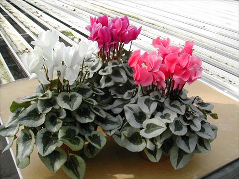 Photos von Blumenvarianten benutzt als: Topf und Beet Cyclamen persicum mini Winter Ice White