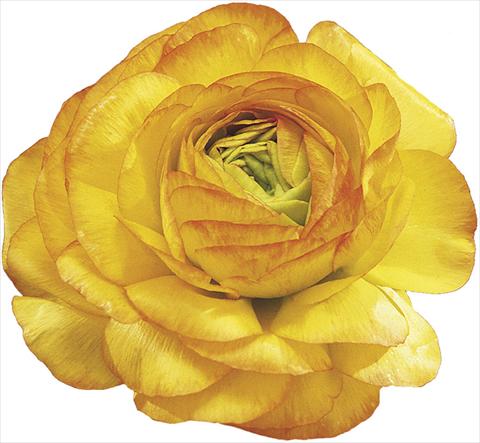 Photos von Blumenvarianten benutzt als: Schnittblume Ranunculus asiaticus Success® Auriga