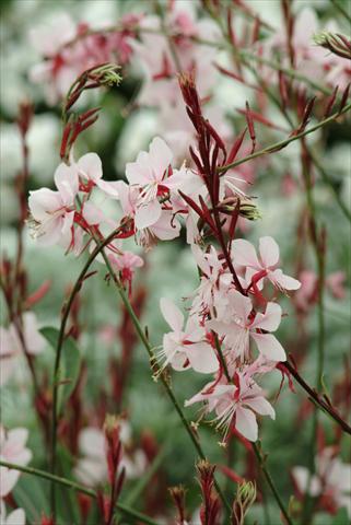 Photos von Blumenvarianten benutzt als: Beet- / Rabattenpflanze Gaura lindheimeri Ballerina Blush