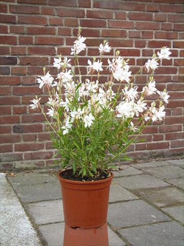 Photos von Blumenvarianten benutzt als: Beet- / Rabattenpflanze Gaura lindheimeri Ballerina White Dove