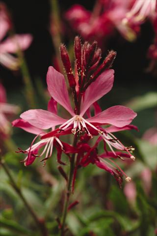 Photos von Blumenvarianten benutzt als: Beet- / Rabattenpflanze Gaura lindheimeri Ballerina Rose