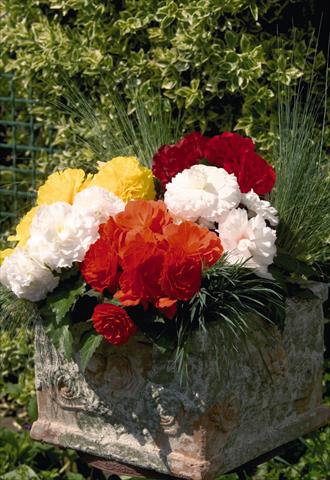 Photos von Blumenvarianten benutzt als: Topf und Beet Begonia tuberhybrida Primary® Mix