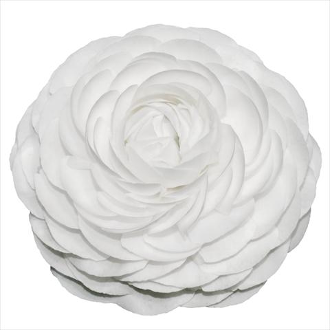 Photos von Blumenvarianten benutzt als: Schnittblume Ranunculus asiaticus Elegance® Bianco 01-04