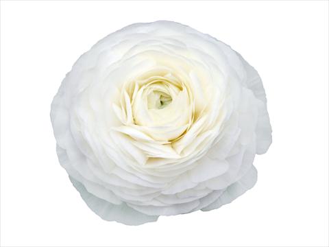 Photos von Blumenvarianten benutzt als: Schnittblume Ranunculus asiaticus Elegance® Bianco 28-99