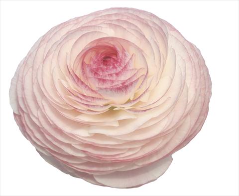 Photos von Blumenvarianten benutzt als: Schnittblume Ranunculus asiaticus Elegance® Bianco Sfumato
