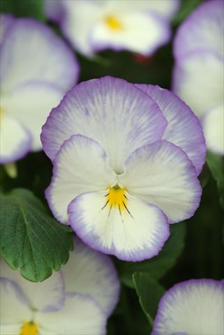 Photos von Blumenvarianten benutzt als: Beet- / Rabattenpflanze Viola cornuta Blue Moon
