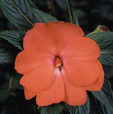Photos von Blumenvarianten benutzt als: Topf, Beet, Terrasse, Ampel Impatiens N. Guinea Celebration Tropical Peach