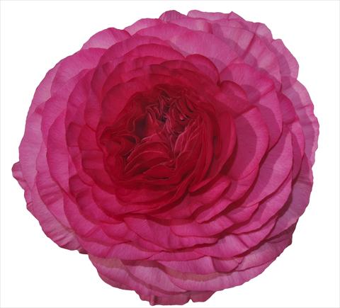 Photos von Blumenvarianten benutzt als: Schnittblume Ranunculus asiaticus Elegance® Ciclamino 131-01