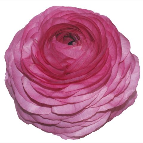 Photos von Blumenvarianten benutzt als: Topf und Beet Ranunculus asiaticus Elegance® Ciclamino 25-00