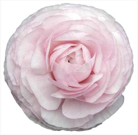 Photos von Blumenvarianten benutzt als: Schnittblume Ranunculus asiaticus Elegance® Clair Matin