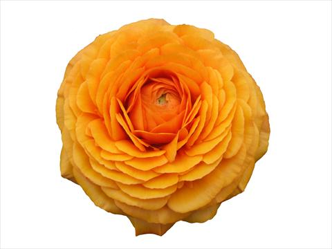 Photos von Blumenvarianten benutzt als: Schnittblume Ranunculus asiaticus Elegance® Clementine 131
