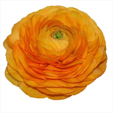 Photos von Blumenvarianten benutzt als: Schnittblume Ranunculus asiaticus Elegance® Clementine 04-M