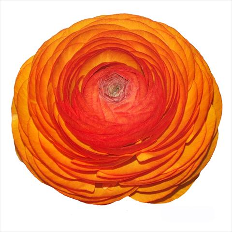 Photos von Blumenvarianten benutzt als: Schnittblume Ranunculus asiaticus Elegance® Clementine 115