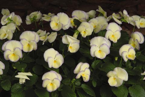 Photos von Blumenvarianten benutzt als: Topf, Beet, Terrasse, Ampel Viola hybrida Etain