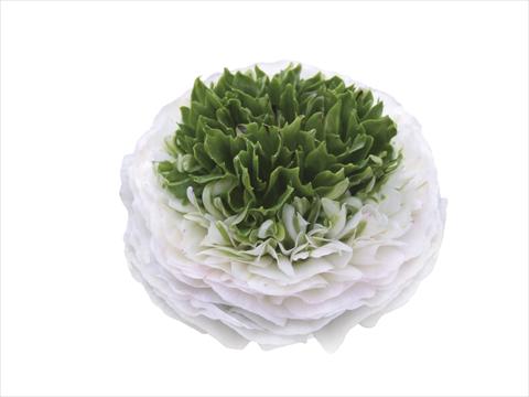 Photos von Blumenvarianten benutzt als: Schnittblume Ranunculus asiaticus Elegance® Festival® Bianco