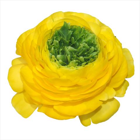Photos von Blumenvarianten benutzt als: Schnittblume Ranunculus asiaticus Elegance® Festival® Giallo centro verde