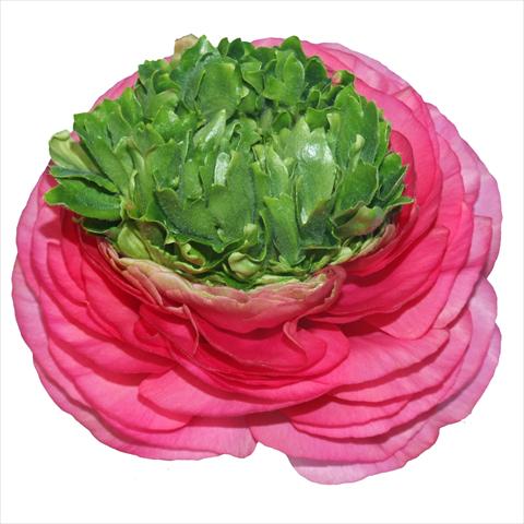 Photos von Blumenvarianten benutzt als: Schnittblume Ranunculus asiaticus Elegance® Festival® Rosa Scuro