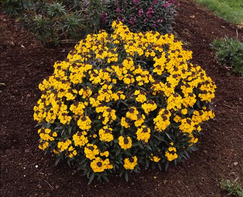 Photos von Blumenvarianten benutzt als: Beet- / Rabattenpflanze Erysimum Fragrant Sunshine