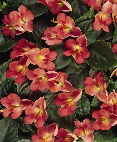 Photos von Blumenvarianten benutzt als: Topf, Beet, Terrasse, Ampel Impatiens exotic Fusion Heat