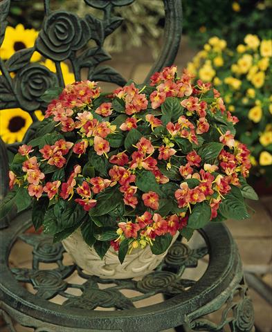 Photos von Blumenvarianten benutzt als: Topf, Beet, Terrasse, Ampel Impatiens exotic Fusion Heat