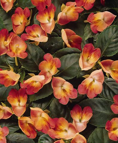 Photos von Blumenvarianten benutzt als: Topf, Beet, Terrasse, Ampel Impatiens exotic Fusion Infrared Exotic Impatiens