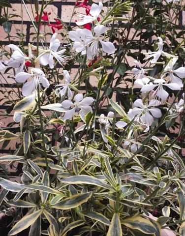 Photos von Blumenvarianten benutzt als: Beet- / Rabattenpflanze Gaura lindheimeri Corries Gold