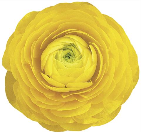 Photos von Blumenvarianten benutzt als: Schnittblume Ranunculus asiaticus Elegance® Giallo 99-1